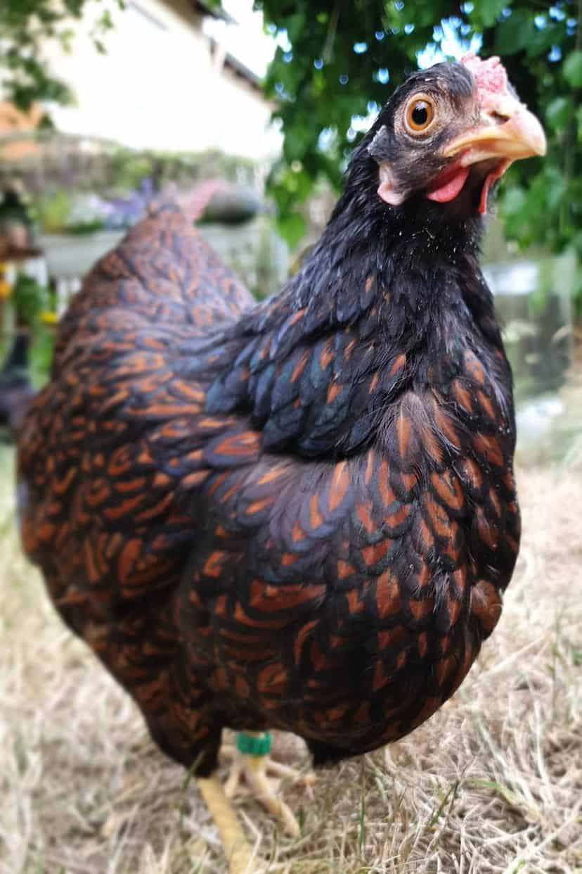 barnevelder