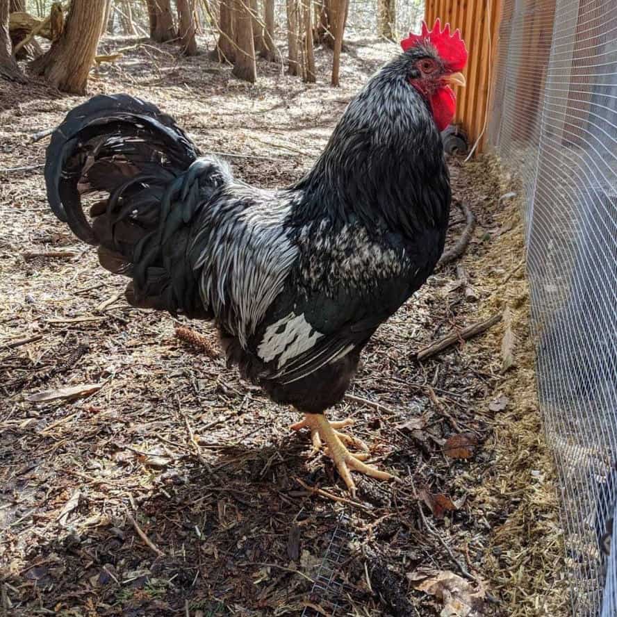 pollo barnevelder