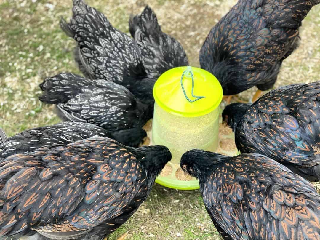 razas de pollo