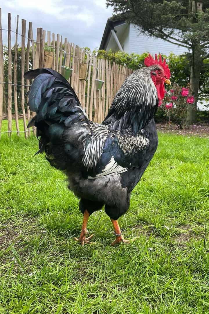 pollo barnevelder