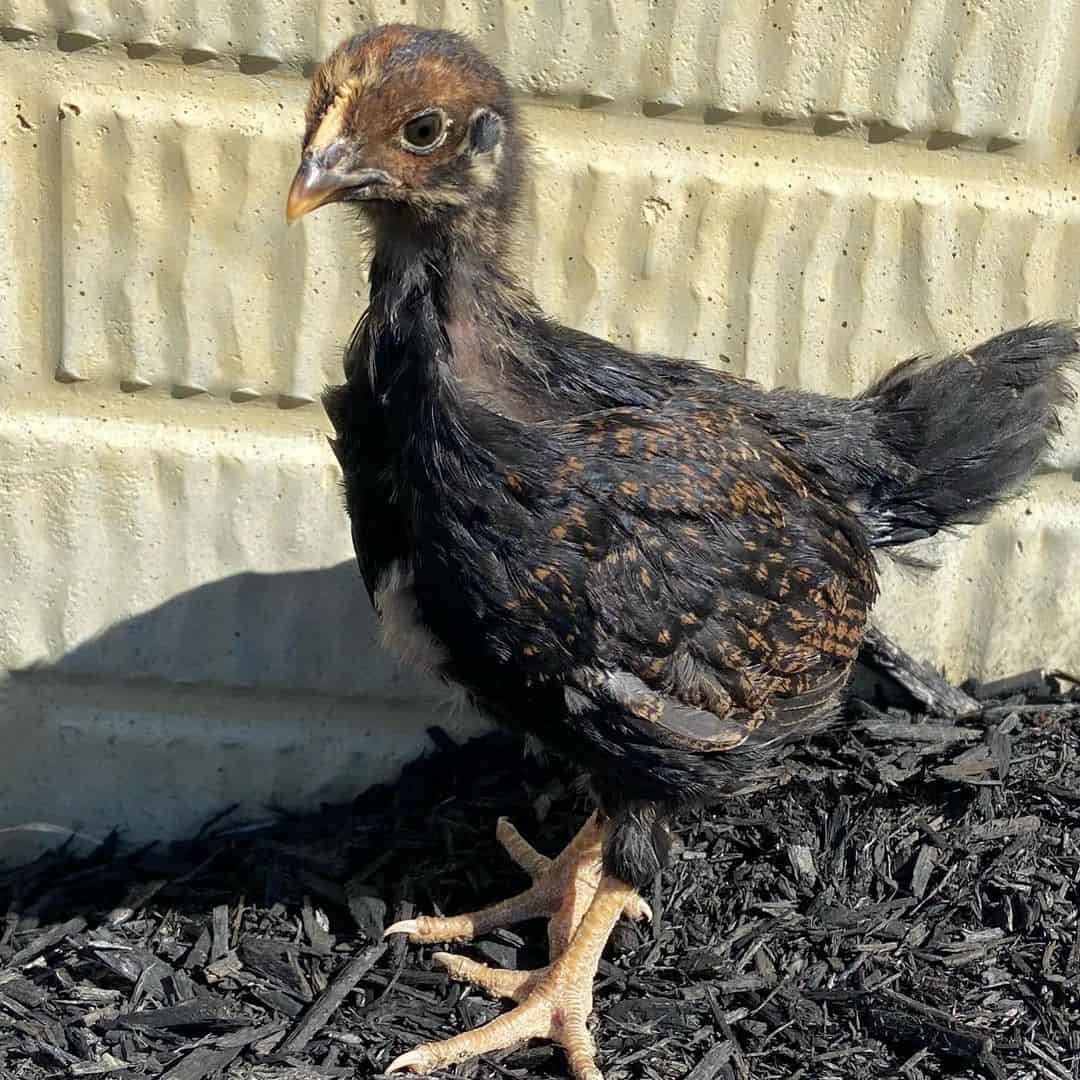 pollos barnevelder