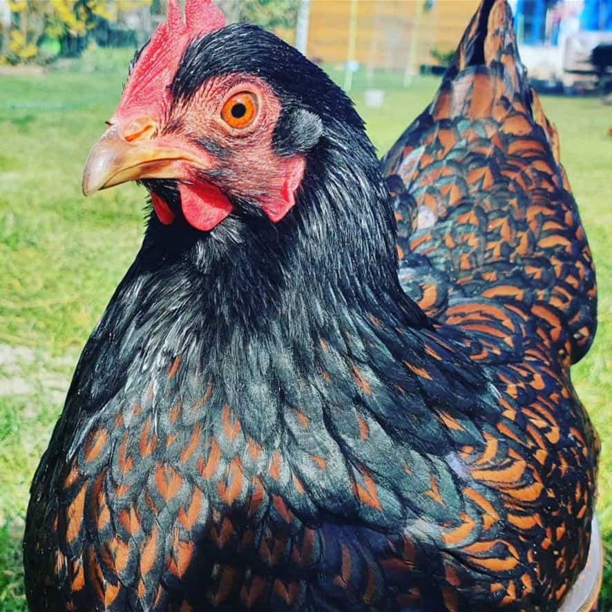 pollitos barnevelder