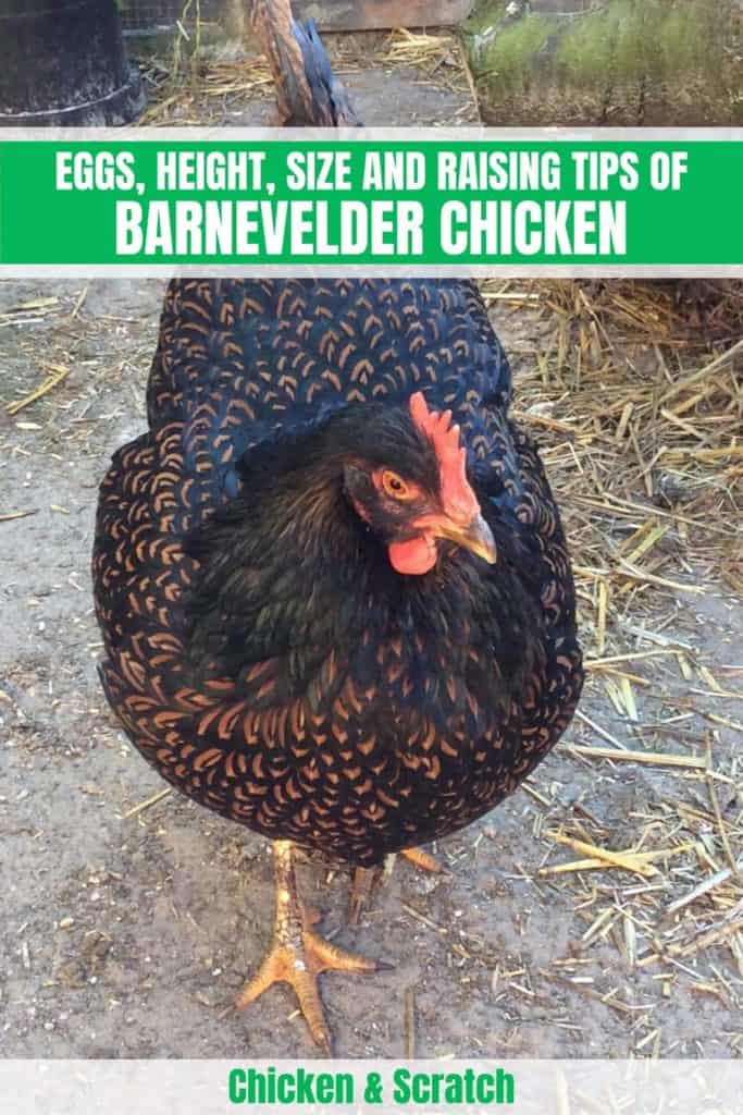 Pollos Barnevelder