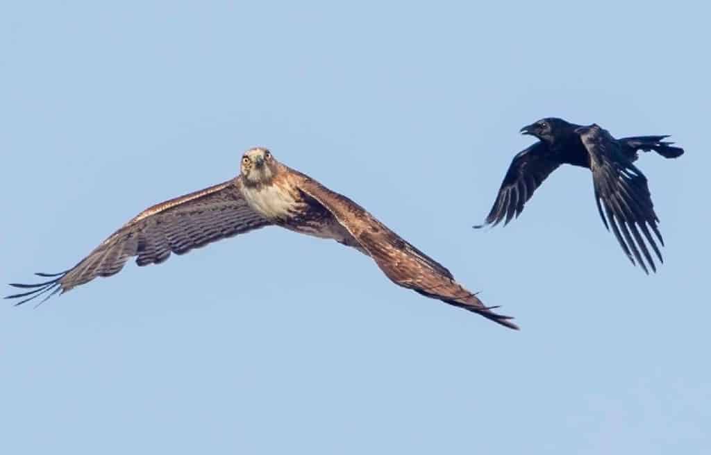 protegiendo a las gallinas camperas de los halcones