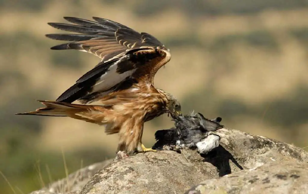 gallinero seguro