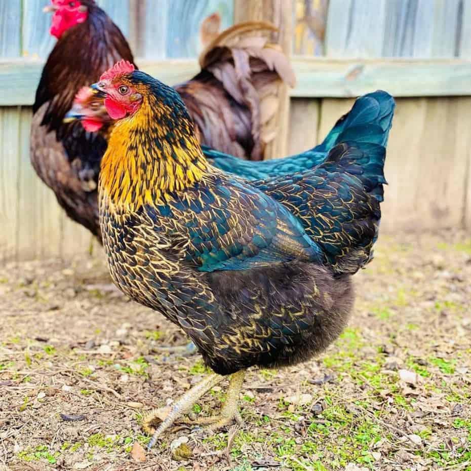 pollos de enlace de sexo negro
