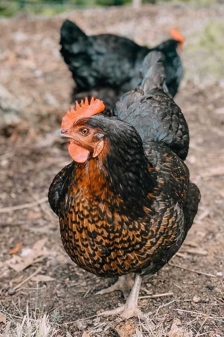 pollo negro sexlinks