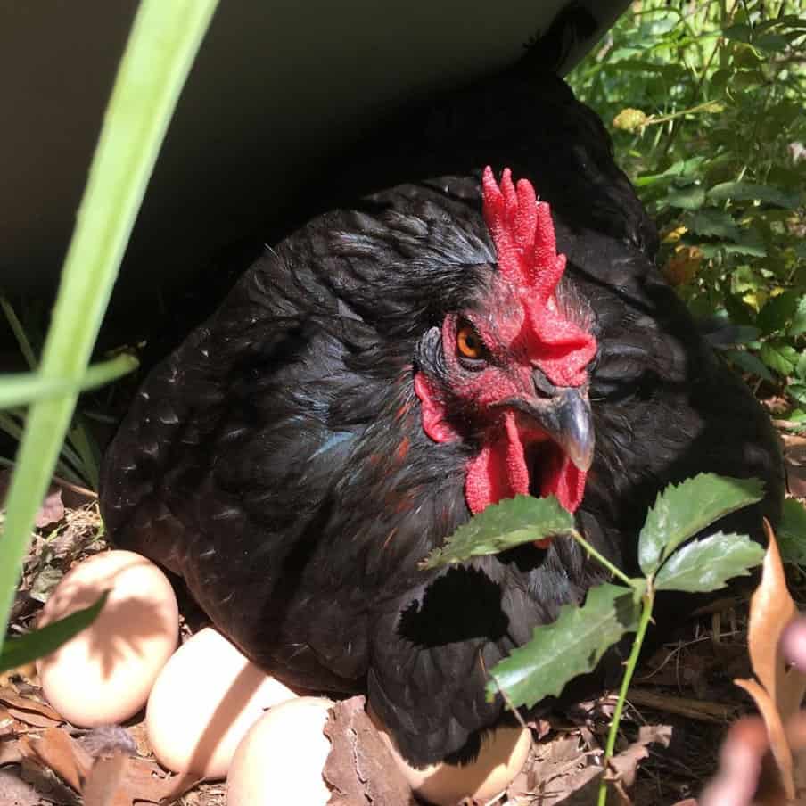 huevos de gallina de enlace de sexo negro