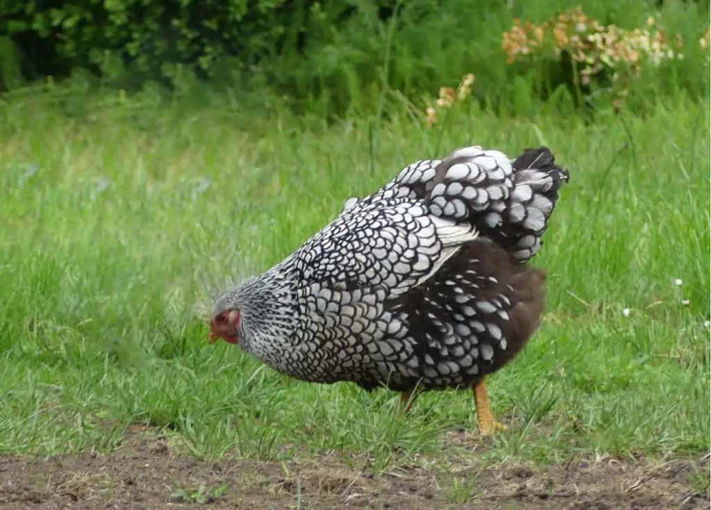 huevos de wyandottes con cordones plateados