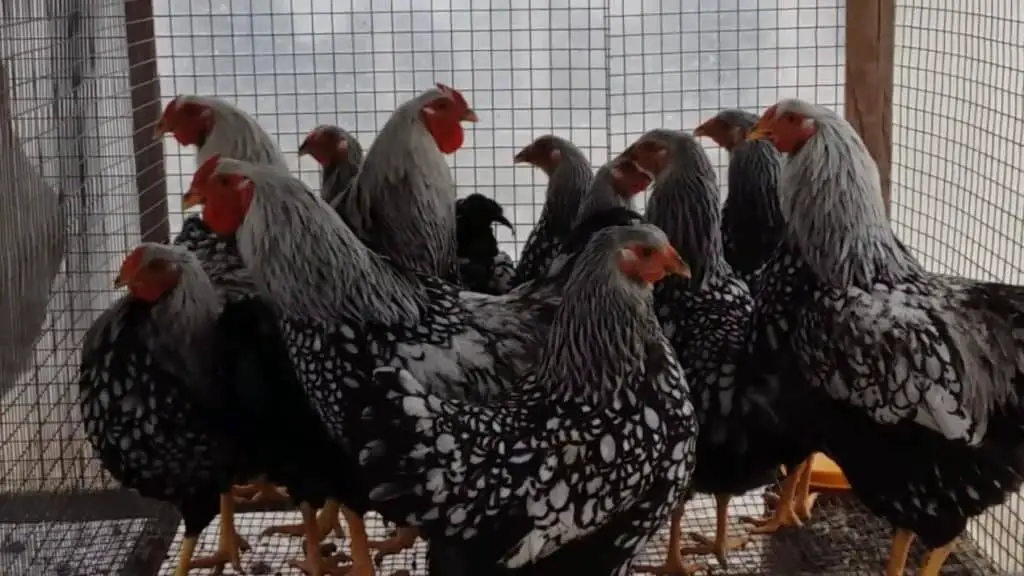 pollo wyandotte con cordones plateados