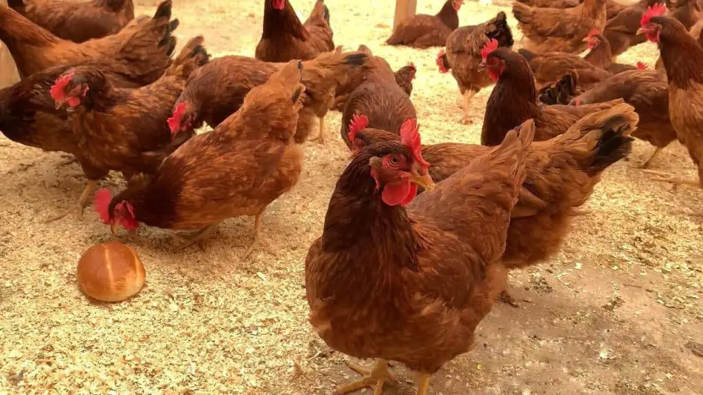 que dar de comer a las gallinas