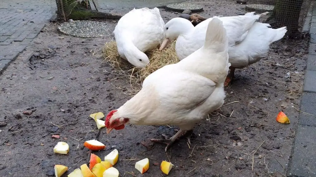 que dar de comer a las gallinas