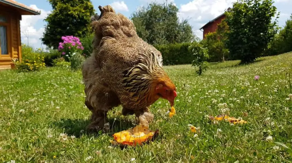 que comen las gallinas