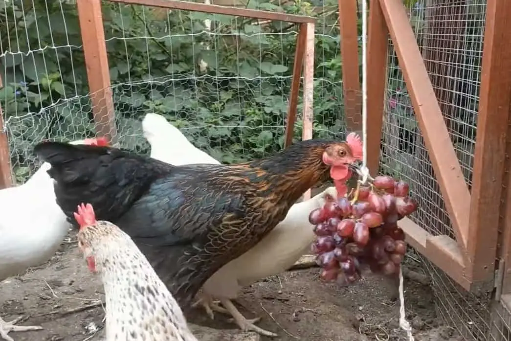 ¿Pueden los pollos tener uvas?