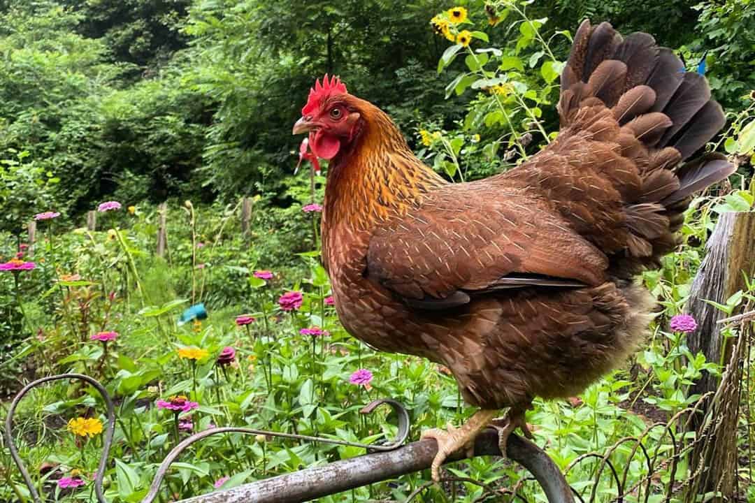 pollos de verano