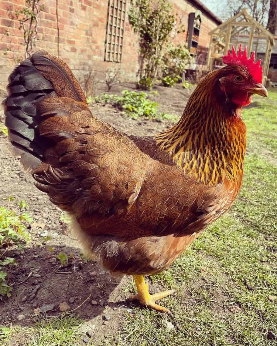 pollo de verano