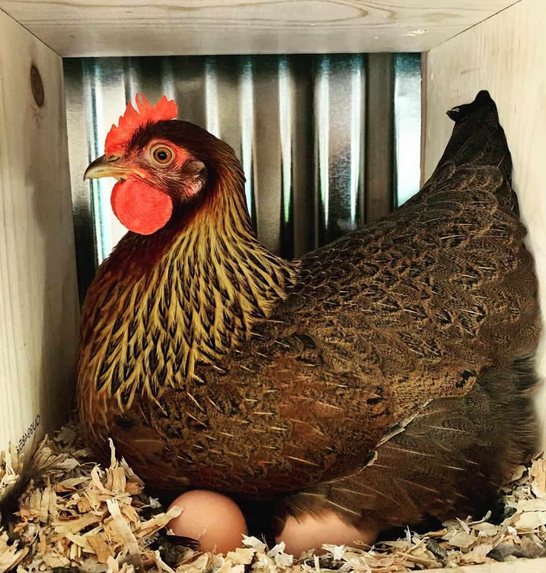 huevos de verano