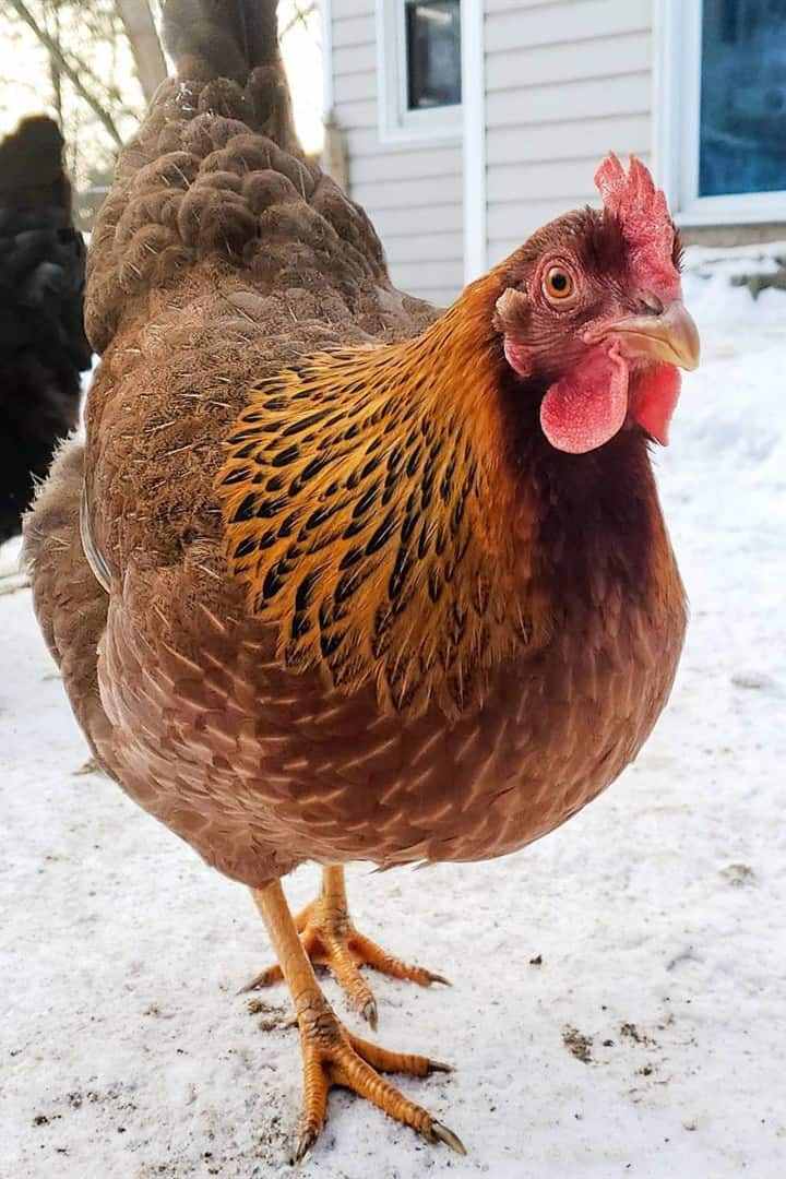 pollo de verano