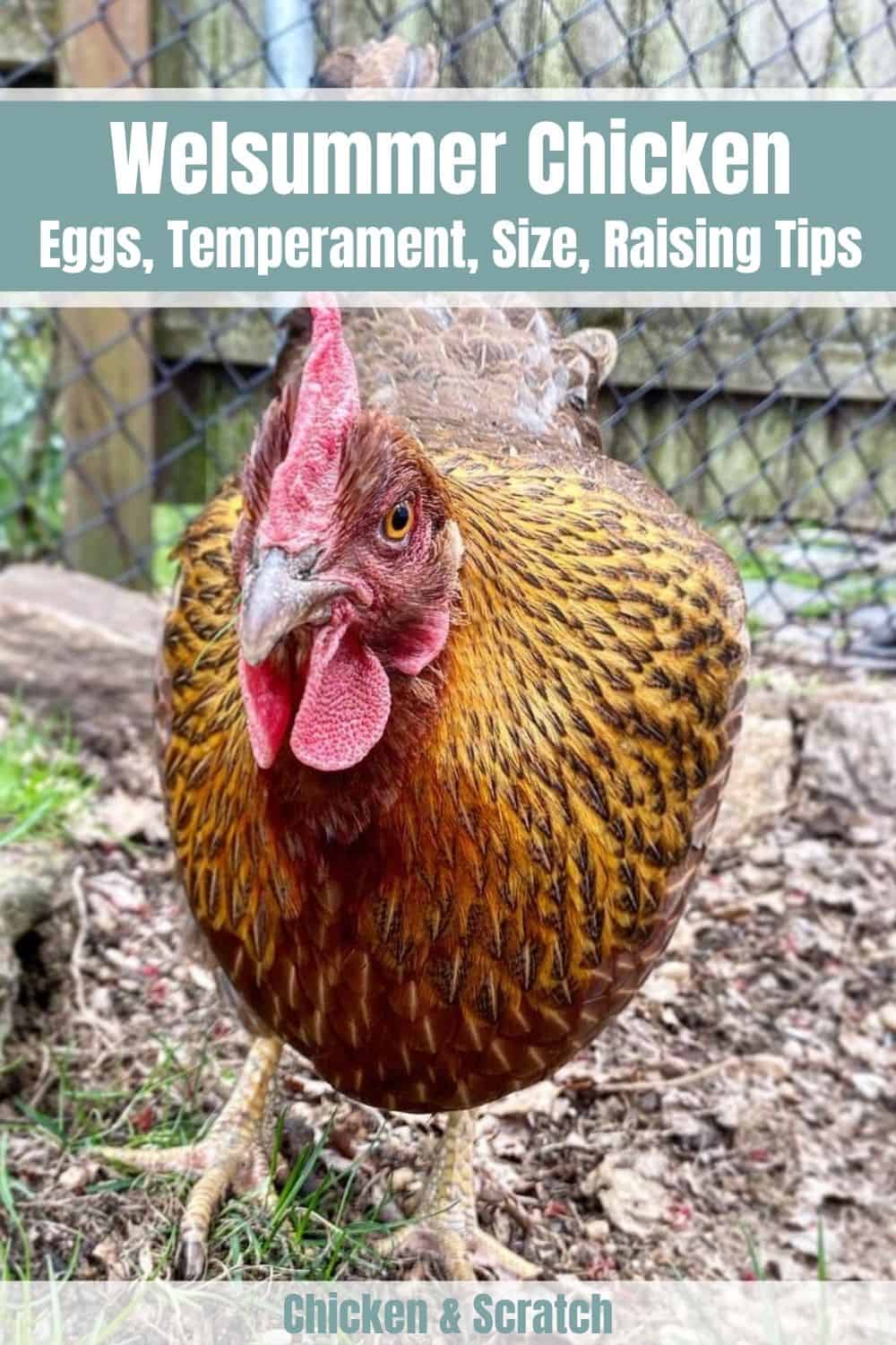 hechos de pollo welsummer