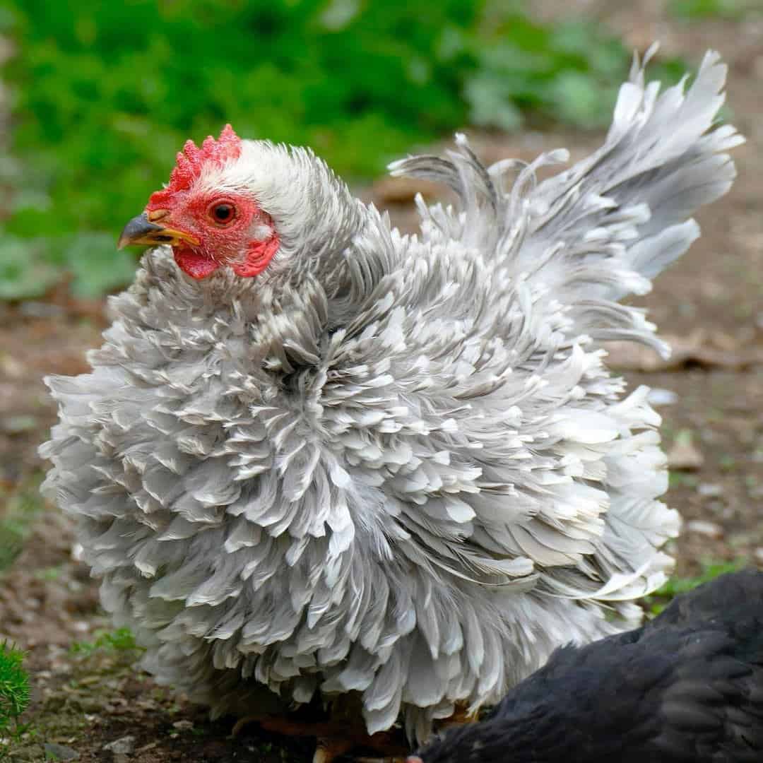 pollo frizzle a la venta