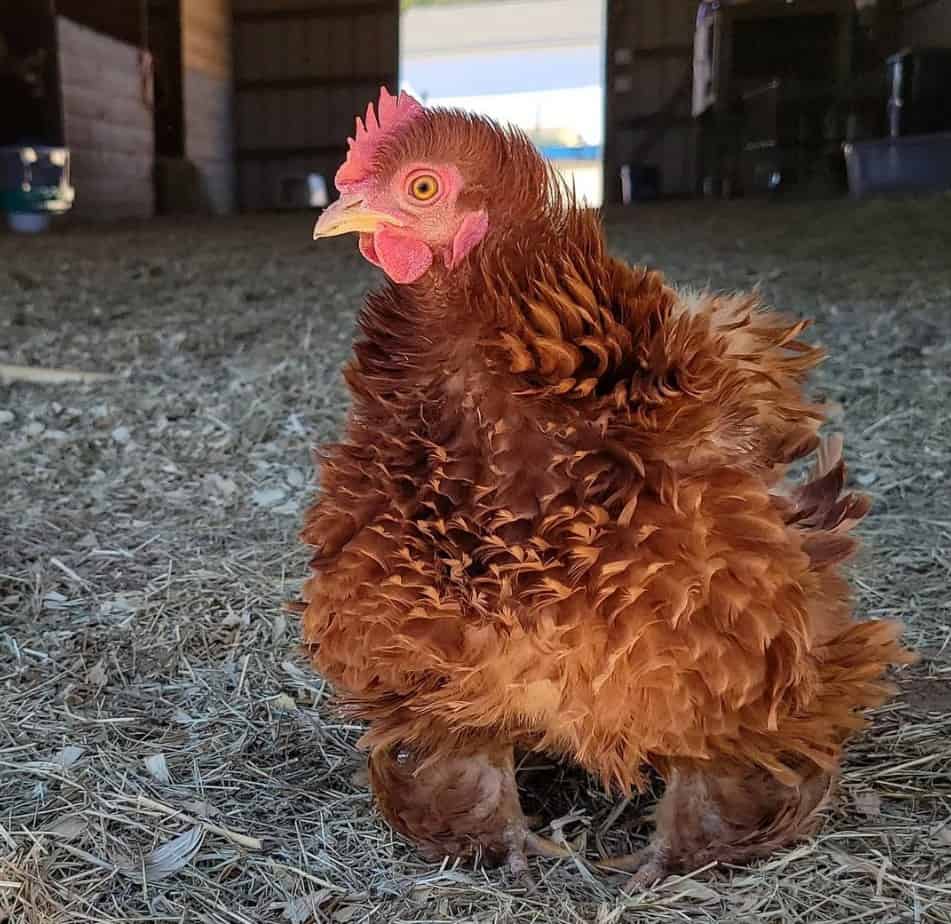 frizzle cochin