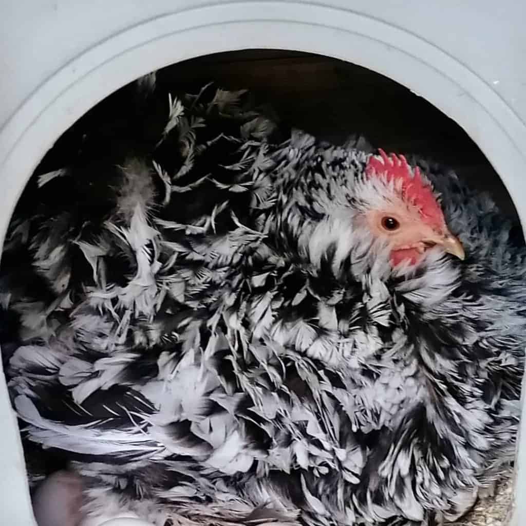 Frizzle de la roca de plymouth