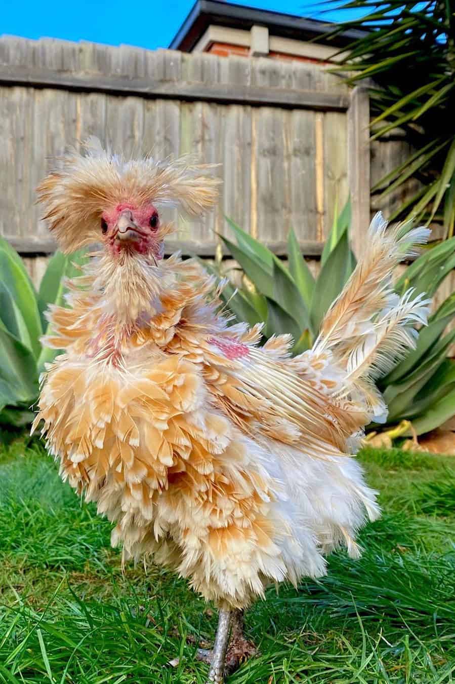 pollo frito