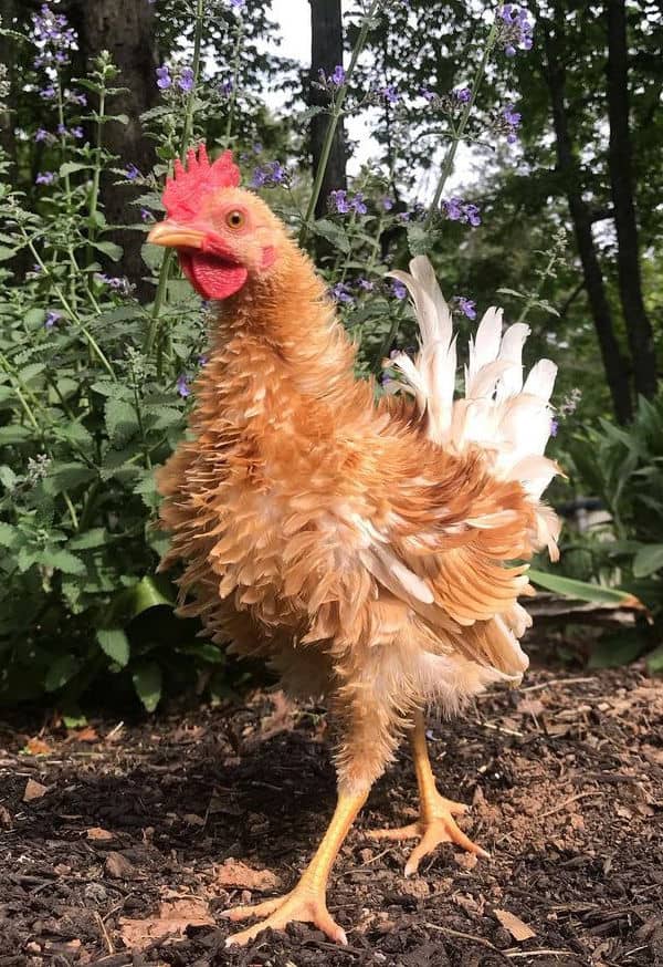 Pollo Frizzle Orpington