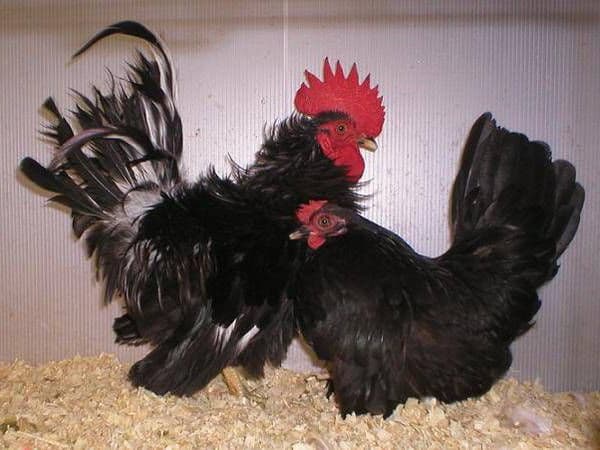 gallo japonés
