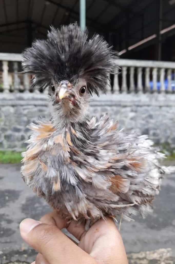 pollo sedoso frizzle