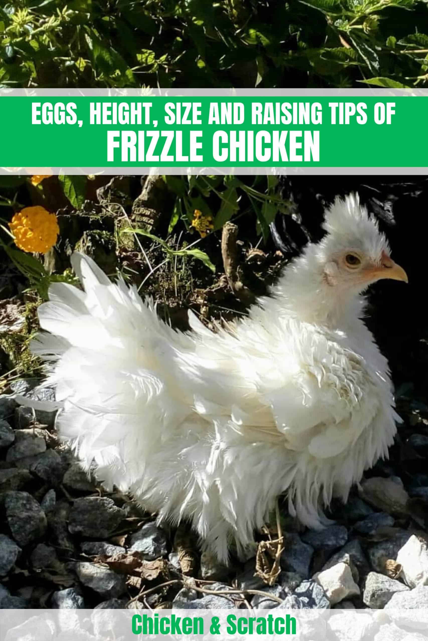 pollos fritos
