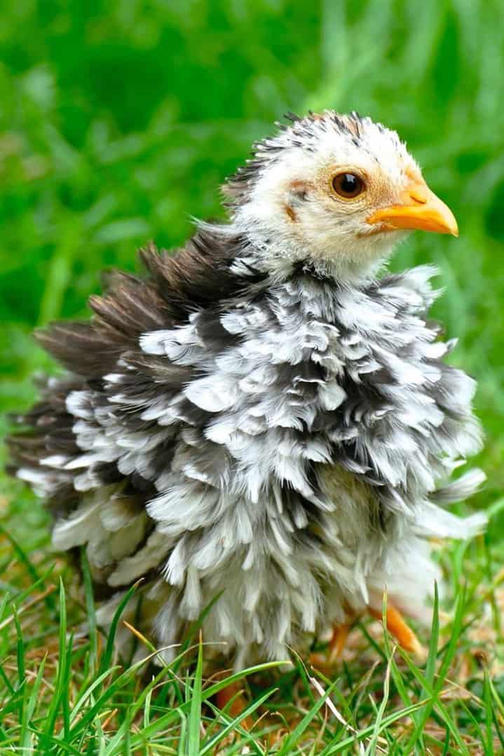 Levantando un Frizzle