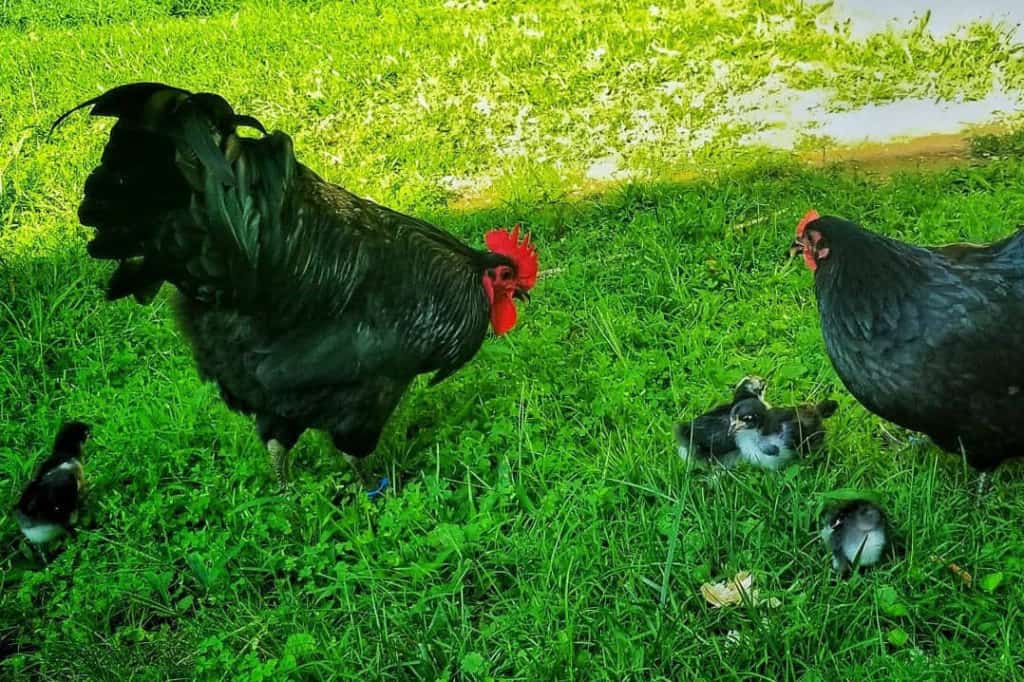 datos sobre el pollo gigante de jersey