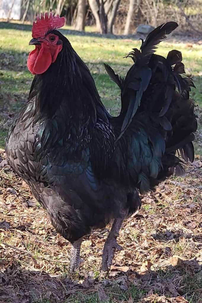 pollo gigante jersey negro