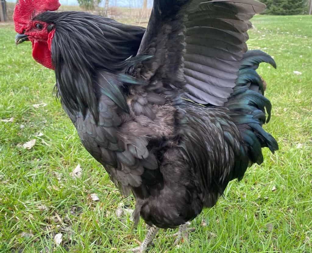 longevidad del pollo gigante jersey