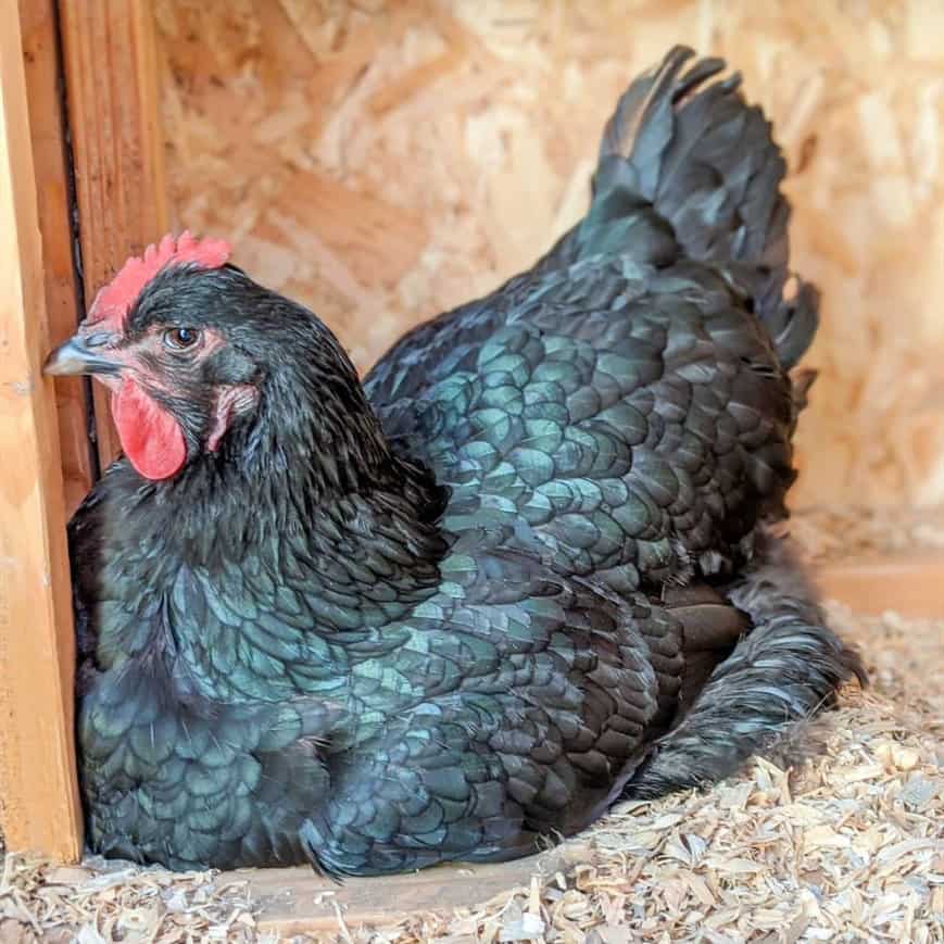 el pollo gigante jersey