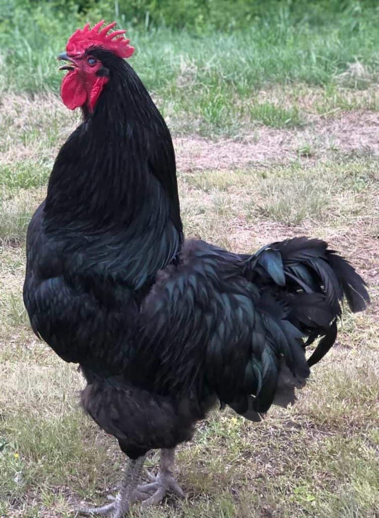 tamaño de pollo gigante jersey