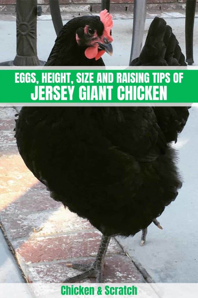 Pollo gigante de Jersey