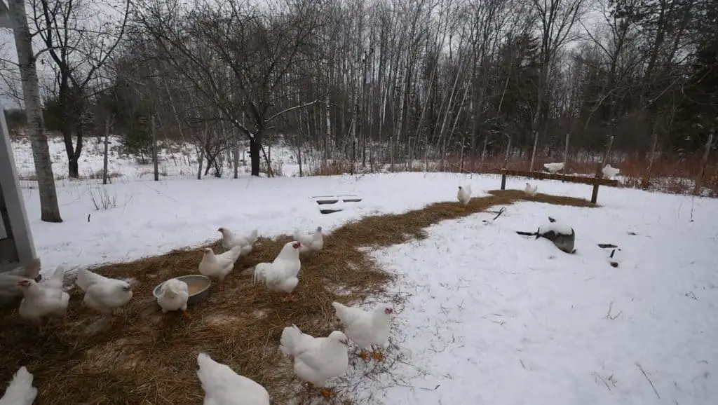 ¿Qué haces con las gallinas en el invierno?