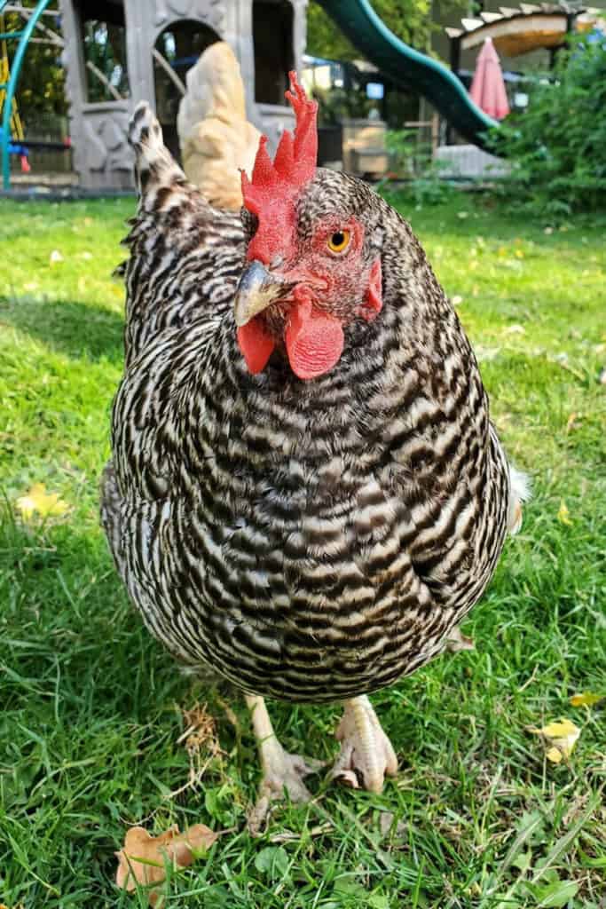 pollos de roca barrados