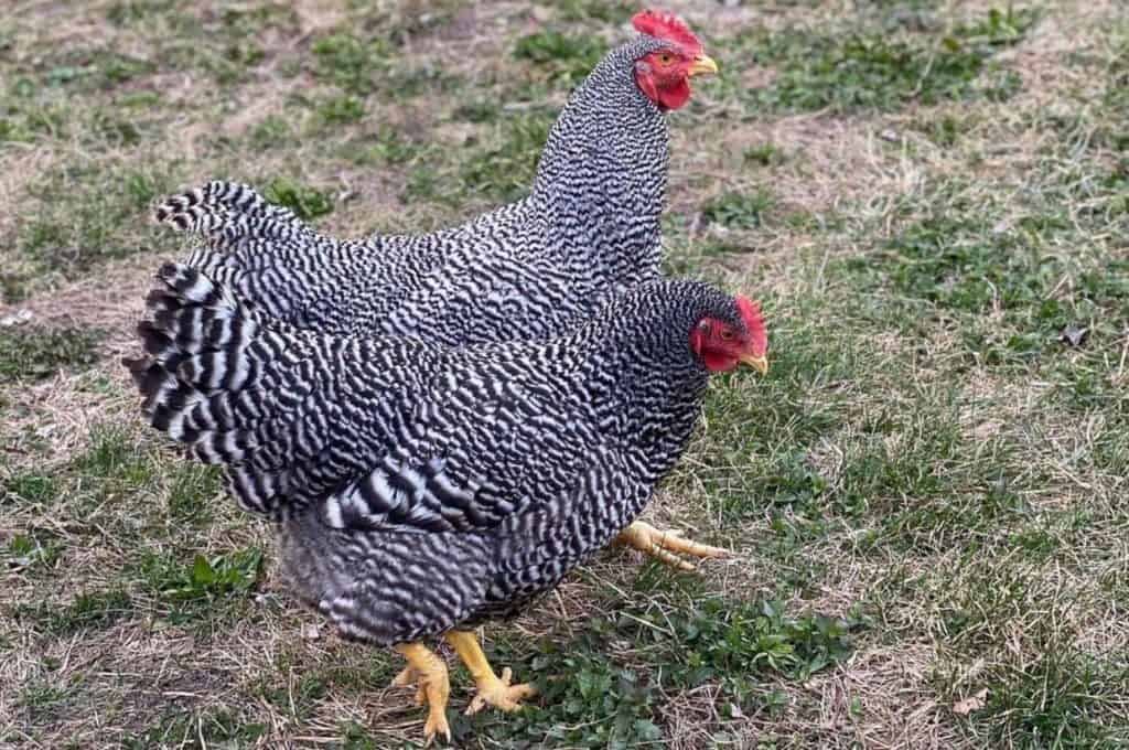 Personalidad y temperamento de Barred Rock