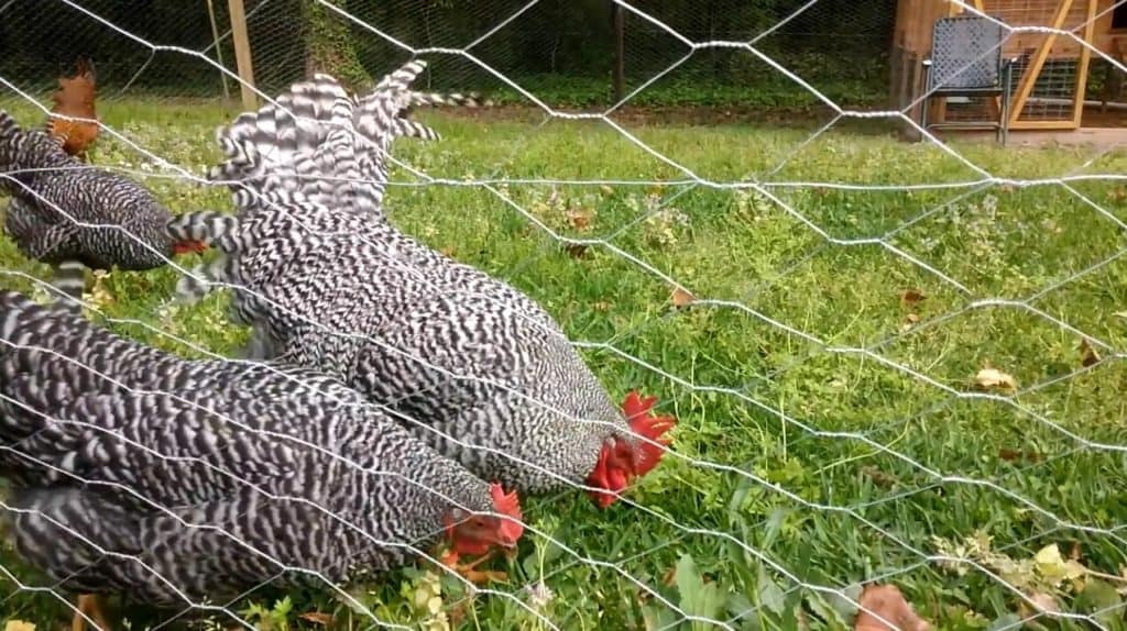 gallina de roca barrada