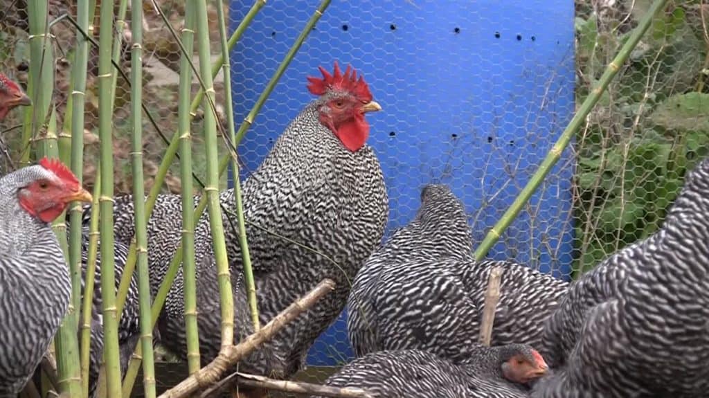 pollo de roca barrado