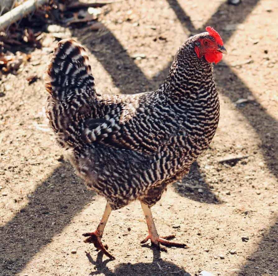 Consejos para criar pollos de roca barrados