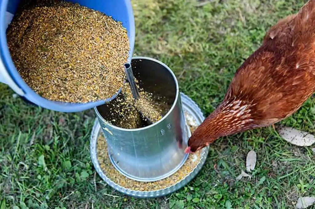 comida de pollo