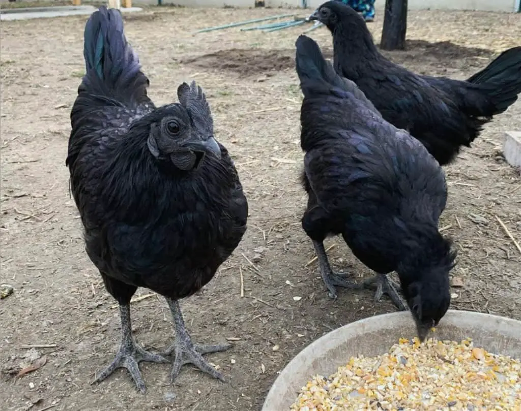 ayam cemani en venta