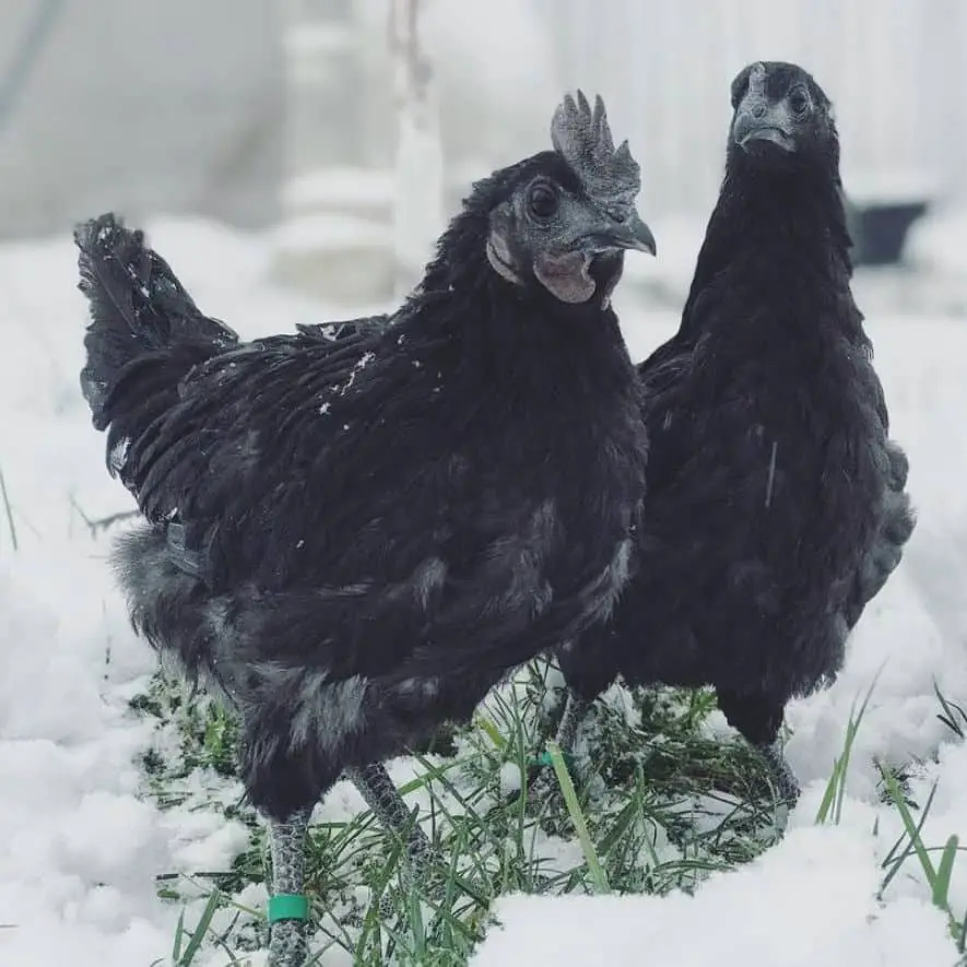 Criando a Ayam Cemani