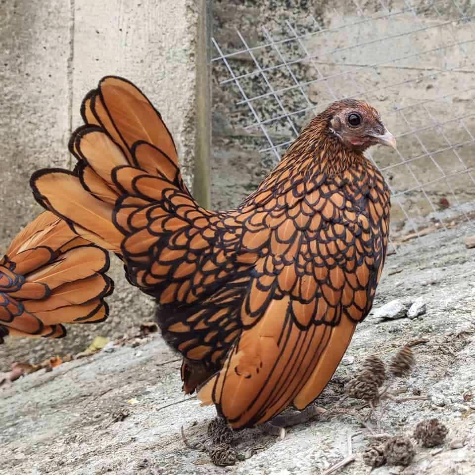 pollos sebright