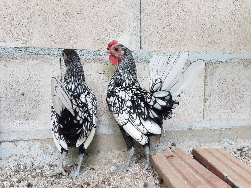 pollo sebright