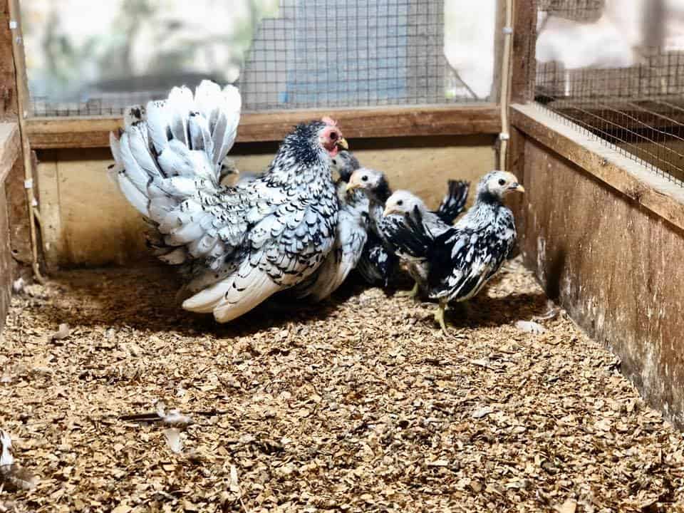 pollo plateado